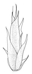 Glyphothecium sciuroides, perichaetium. Drawn from K.W. Allison 6941, CHR 532691.
 Image: R.C. Wagstaff © Landcare Research 2018 